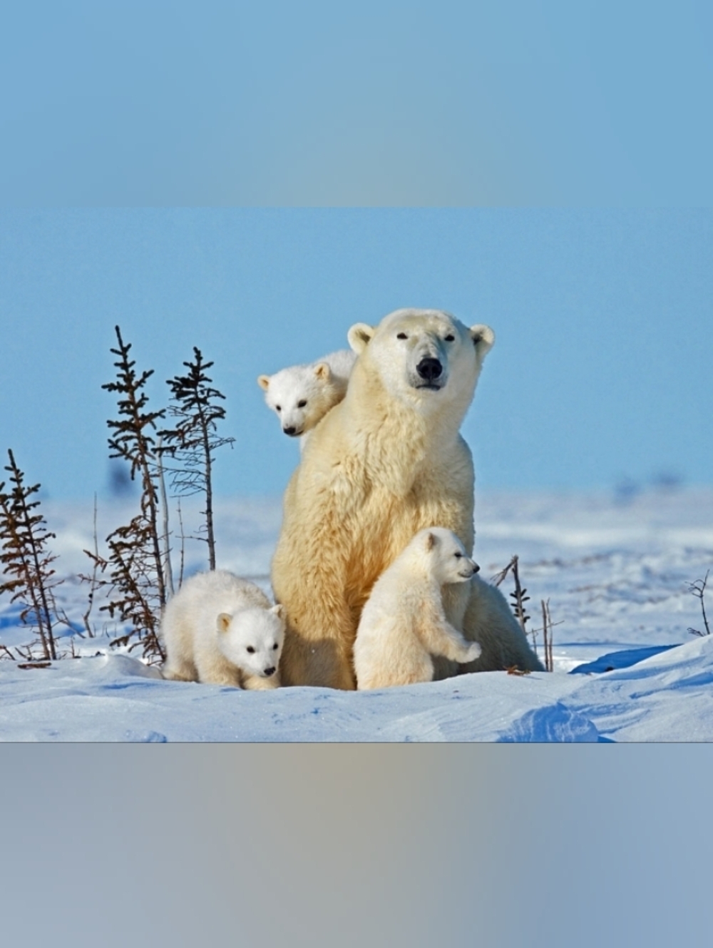 Custom Fridge Magnet Polar Bear Family
